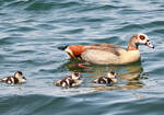 Nilgans mit Kken im Zlpicher See - 21.04.2021