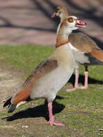 Eine Nilgans im Zoo Madrid.