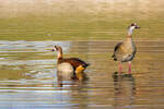 Zwei Nilgnse im Inselsee im Rosensteinpark in Stuttgart am 13.01.2022.