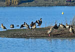 Stark frequentierte Vogelinsel im Zlpicher See mit Kormoranen, Nilgnsen, Blsshhnern im Wasser und (nicht auf dem Bild), Schwnen, Fischreiher und Graugnsen.