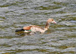 Junge Nilgans im Rhein bei Bonn-Mehlem - 22.07.2023