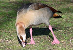 Nilgans am Rheinufer in Beuel - 27.01.2024