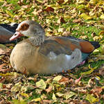 Nilgans im Freizeitpark Rheinbach - 25.10.2024
