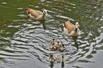 Als die Nilgans Familie uns erblickt kommt sie auf dem See auf uns zu geschwommen.