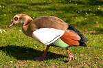 Nilgans im Freizeitpark Rheinbach - 07.05.2025