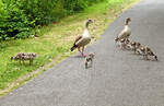 Nilgansfamilie im Freizeitpark Rheinbach - 21.07.2025  