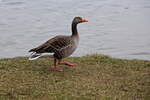 Abendausflug einer Gans am Scharmtzelsee im Landkreis Oder-Spree am 06.