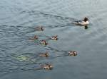 Gnsesger (Mergus merganser) -Weibchen mit sieben Kken auf dem Elbe-Lbeck-Kanal; 29.05.2010  