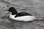 Europischer Gnsesger (Mergus merganser merganser) am 14.4.2010 im Vogelpark Dielheim-Balzfeld.