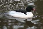 Mnnlicher Gnsesger (Mergus merganser) am 18.4.2010 im Tierpark Berlin.