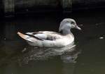 Schopfente im Schlopark Gracht in Erftstadt-Liblar - 02.04.2014