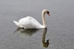 Hckerschwan auf dem Gnadensee, einem Teil des Bodensees (REICHENAU, Landkreis Konstanz/Deutschland, 22.09.2011)