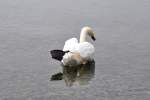 Hckerschwan auf dem Gnadensee, einem Teil des Bodensees (REICHENAU, Landkreis Konstanz/Deutschland, 22.09.2011)