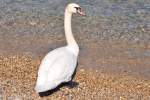 Hckerschwan am Gardasee (SIRMIONE, Provinz Brescia/Italien, 30.09.2011)