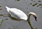 Hckerschwan auf der Mosel bei Traben-Trabach - 14.05.2012