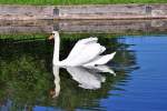 Hckerschwan mit Spiegelbild am Nymphenburger Schlo in Mnchen - 28.04.2012