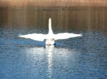 Ein Schwan in Zeulenroda.