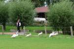 Auch eine Gruppe Schwne spaziert im Niederrheinischen Freilichtmuseum Grefrath (28.8.11