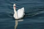 Ein Schwan auf dem Luzerner See, 2011-09-30