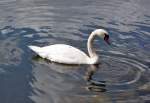Schwan auf der Lahn bei Dausenau - 27.08.2012