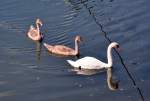 Schwanenfamilie am Rheinarm in Vallendar - 27.08.2012