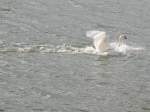 Schwan(Cygnini)landet in der Mosel bei Remich; 120825