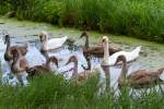 Familie Schwan dreht sich im Kreis.