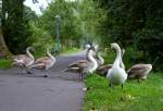 Familie Schwan auf Landgang.