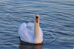 Ein Schwan auf der noch nicht zugefrorenen Wasserflche des Stettiner Haffs.