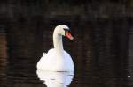 Hckerschwan im Feuersee in Murrhardt, 7.4.2013.