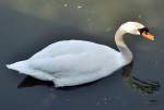 Schwan im Wassergraben der Burg Konradsheim - 24.04.2013