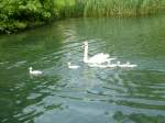 Hier noch einmel eine Schwanenfamilie in Riva del Garda, 28.05.13.