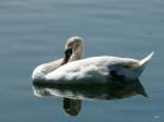 Schwan im Zugersee am 05.08.2009