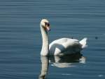 Schwan im Zugersee am 08.05.2009