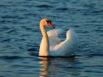 Ein Schwan im Licht der untergehenden Sonne am 11.06.2013 auf dem Burger Binnensee auf Fehmarn.