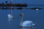 Schwan abends am Strand von Ueckermnde.