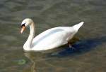 Schwan im Rhein in Neuwied - 04.03.2014