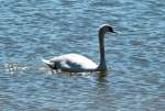 Schwan im Rhein bei Niederdollendorf - 03.05.2014