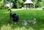 Trauerschwan-Familie(Cygnus atratus)  - Gesehen im Juni 2014 am Mhlenkolk in Neuenhaus.