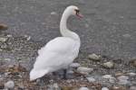 Schwan am Bodensee (KONSTANZ, Landkreis Konstanz/Deutschland, 30.09.2014)