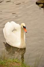 Bei Hamersheim schwimmt dieser Schwan im Neckar am Sonntag den 15.3.2015