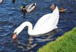 Schwan und Stockenten in der Rheinaue Bonn - 01.11.2014