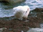 Sich putzender Schwan an der Ostseekste vor Lohme auf Rgen (13.