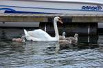 Schwan mit Nachwuchs im Hafen von Waren Mritz.