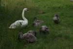 Schwanenfamilie am Rostocker Schwanenteich (01.07.2014)