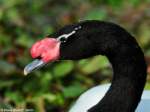 Schwarzhalsschwan (Cygnus melanocoryphus) im Tierpark Berlin (Juli 2015).