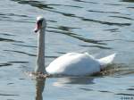 Schwan in Stralsund am 22.07.2015