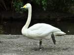 Singschwan (Cygnus cygnus) im Tierpark Berlin (August 2015).