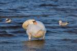 Relaxender Schwan am Strand von Ueckermnde.