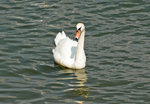 Schwan auf dem Rhein in Bonn - 14.08.2016